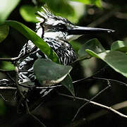 Pied Kingfisher