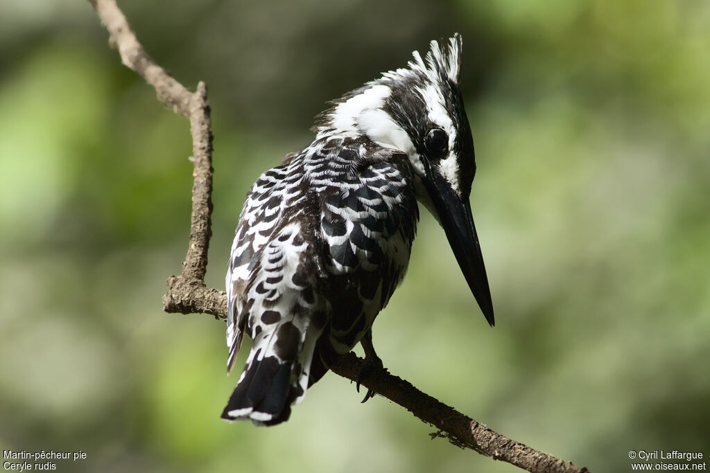 Pied Kingfisher