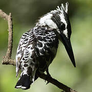 Pied Kingfisher