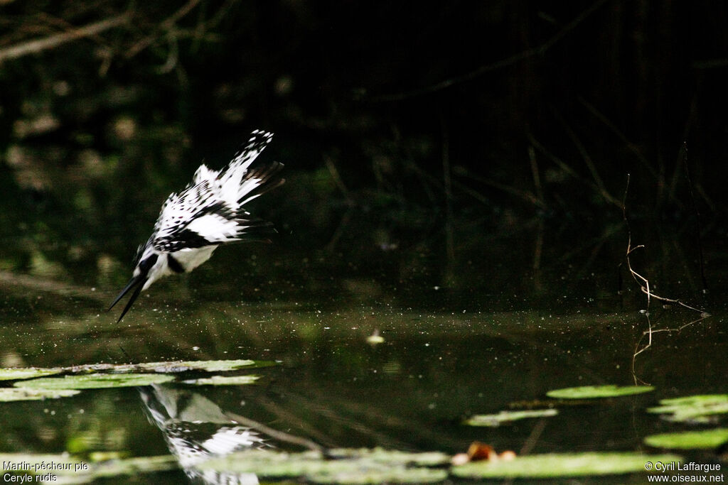 Pied Kingfisher