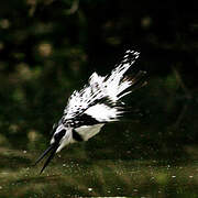 Pied Kingfisher