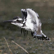 Pied Kingfisher