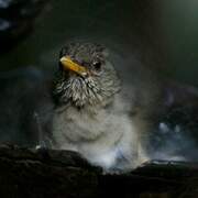 African Thrush