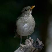 African Thrush