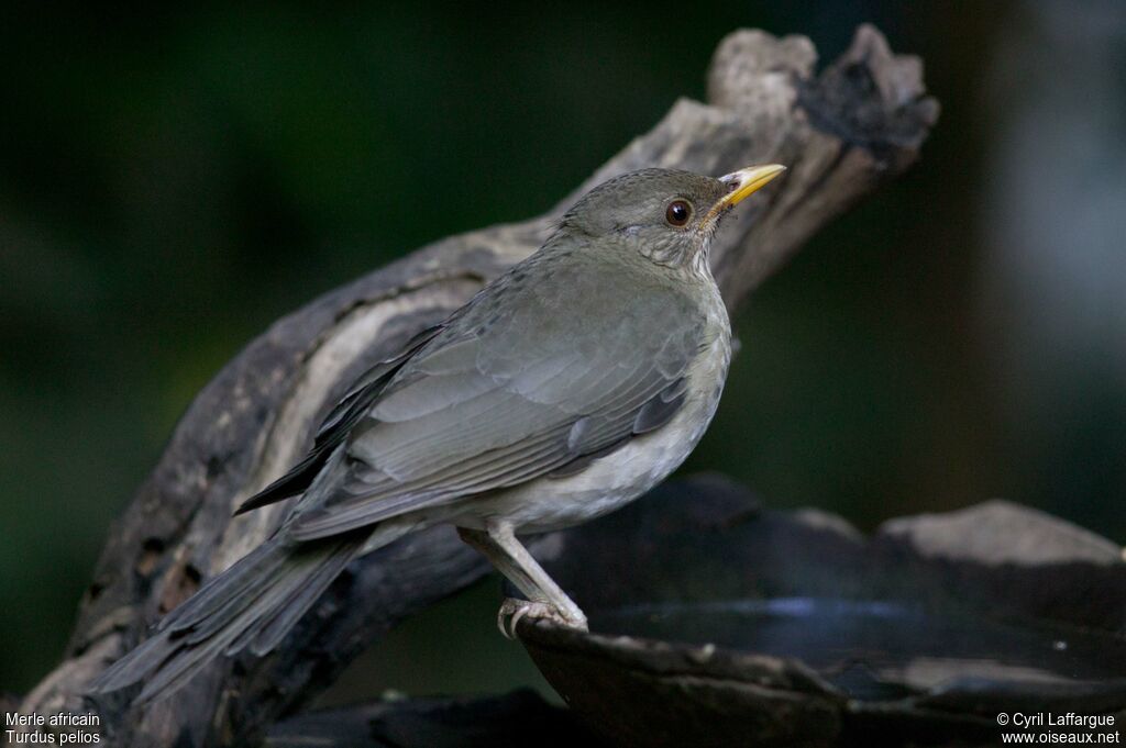 African Thrushadult, identification