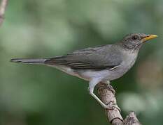 African Thrush