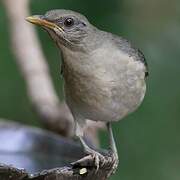 African Thrush