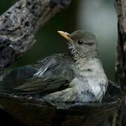 African Thrush