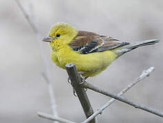 Sudan Golden Sparrow