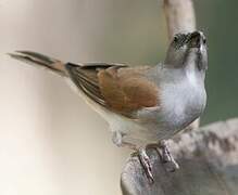 Northern Grey-headed Sparrow