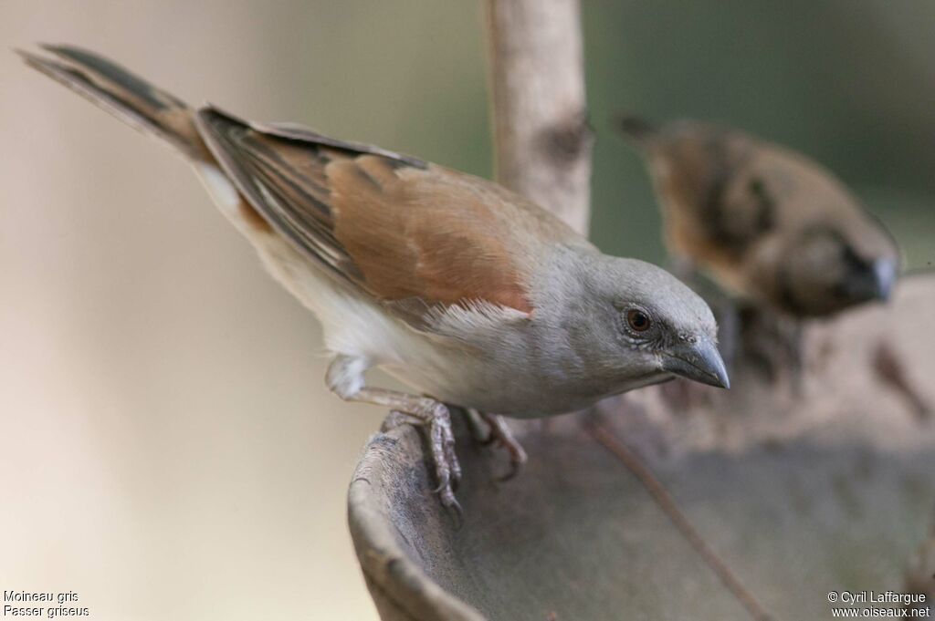 Moineau grisadulte, identification