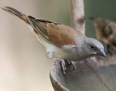 Moineau gris