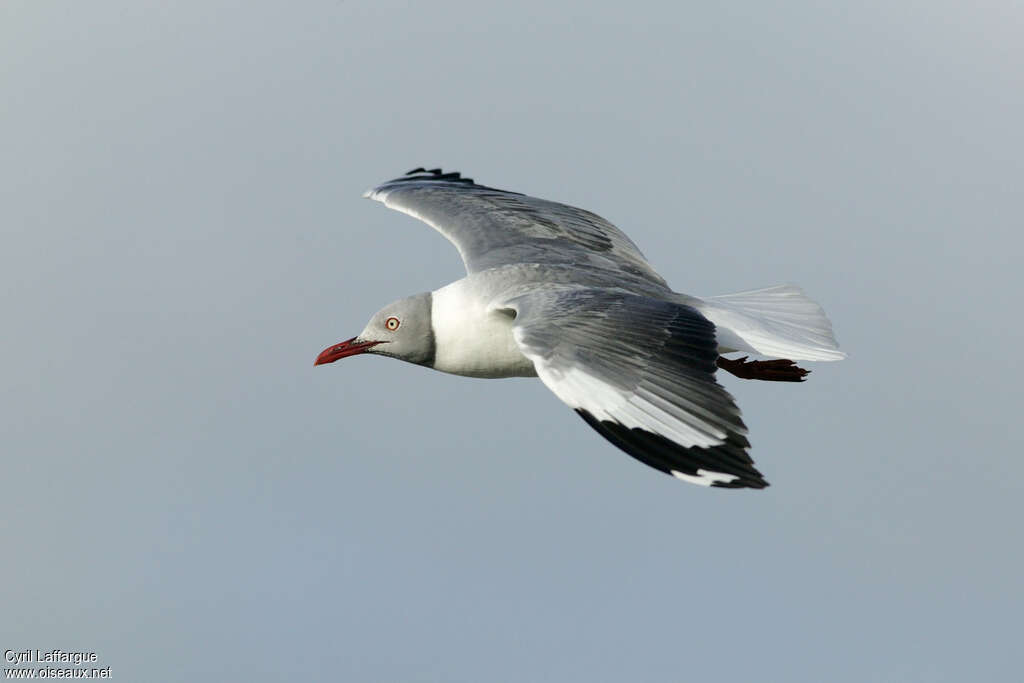 Mouette à tête griseadulte, pigmentation, Vol