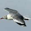 Mouette à tête grise