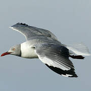 Grey-headed Gull