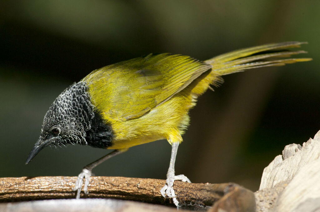 Oriole Warbler