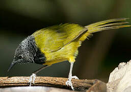 Oriole Warbler