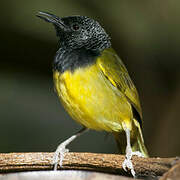 Oriole Warbler