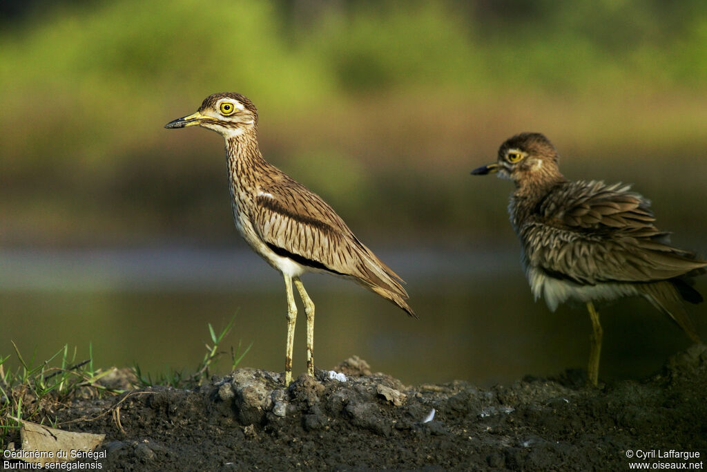 Senegal Thick-knee