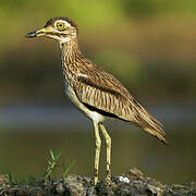 Senegal Thick-knee