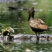 Hamerkop