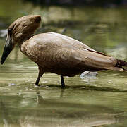 Hamerkop