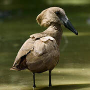 Hamerkop