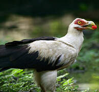 Palm-nut Vulture