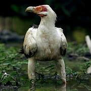 Palm-nut Vulture