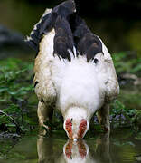 Palm-nut Vulture