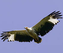 Palm-nut Vulture