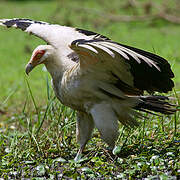 Palm-nut Vulture