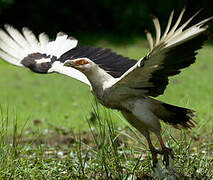 Palm-nut Vulture