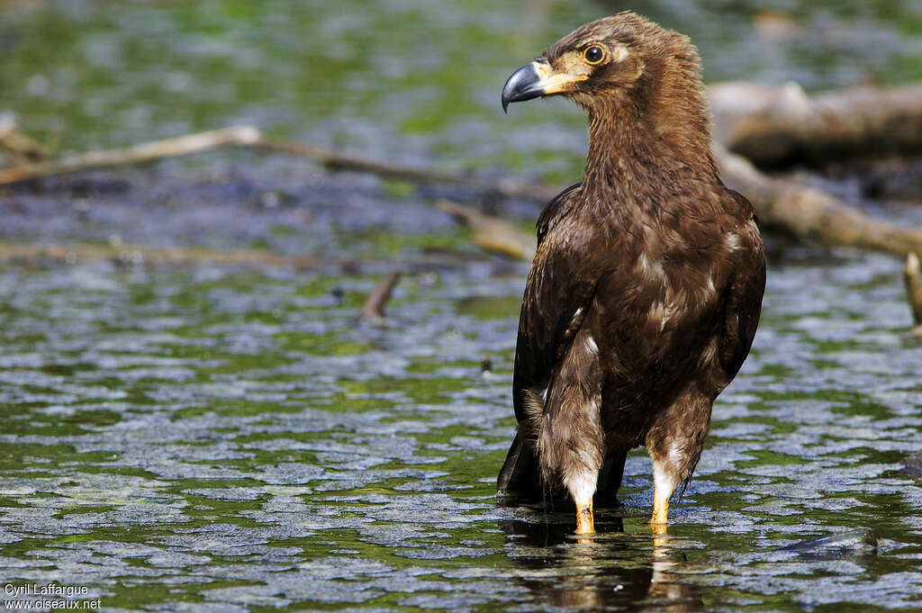 Palm-nut Vultureimmature