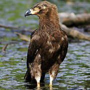 Palm-nut Vulture