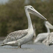 Pink-backed Pelican