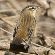 Sedge Warbler