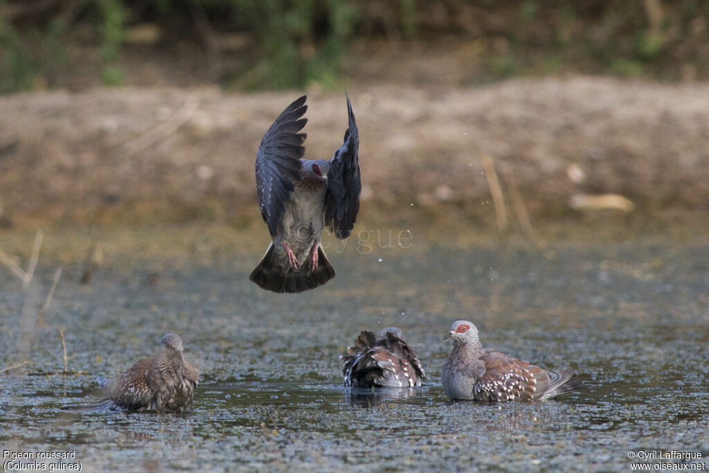 Pigeon roussard