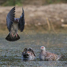 Pigeon roussard