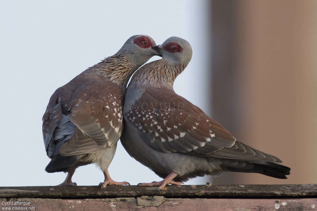 Speckled Pigeonadult, Reproduction-nesting, Behaviour