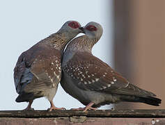 Speckled Pigeon