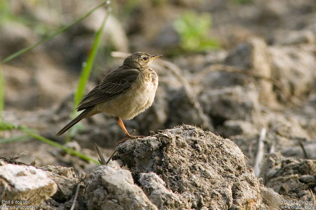 Plain-backed Pipit, identification