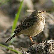 Plain-backed Pipit