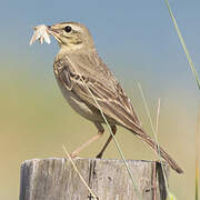 Tawny Pipit