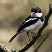 Brown-throated Wattle-eye