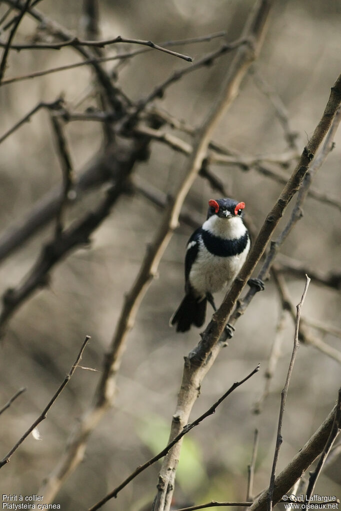 Brown-throated Wattle-eye