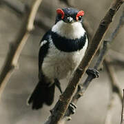 Brown-throated Wattle-eye