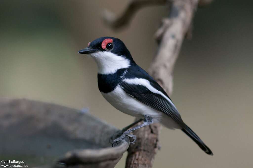 Brown-throated Wattle-eye male adult, identification