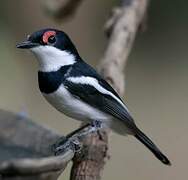 Brown-throated Wattle-eye