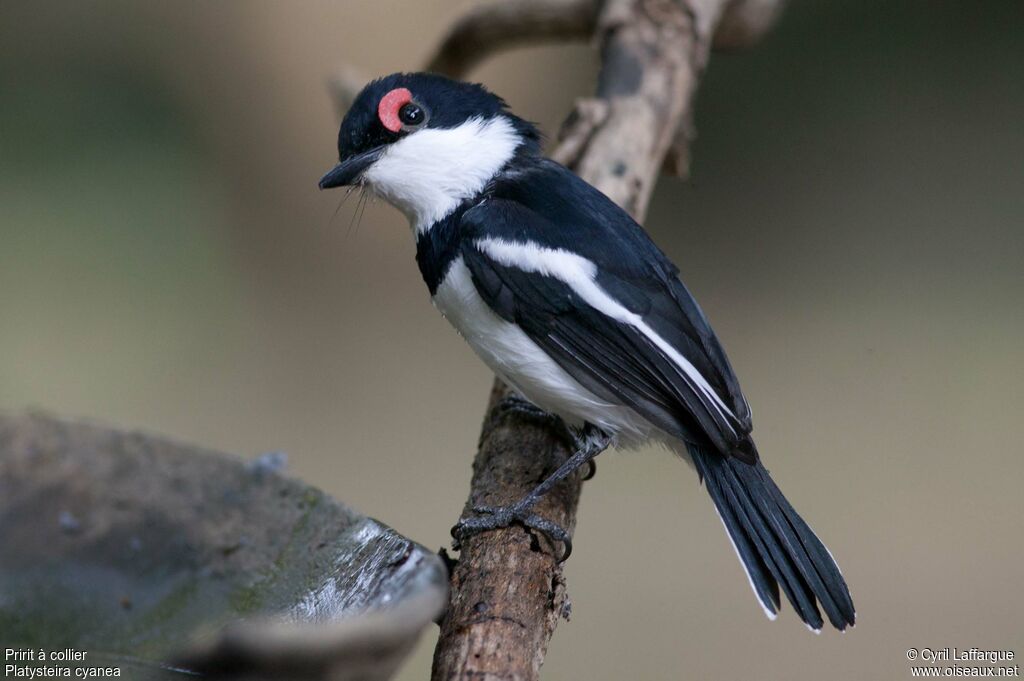 Brown-throated Wattle-eyeadult, identification